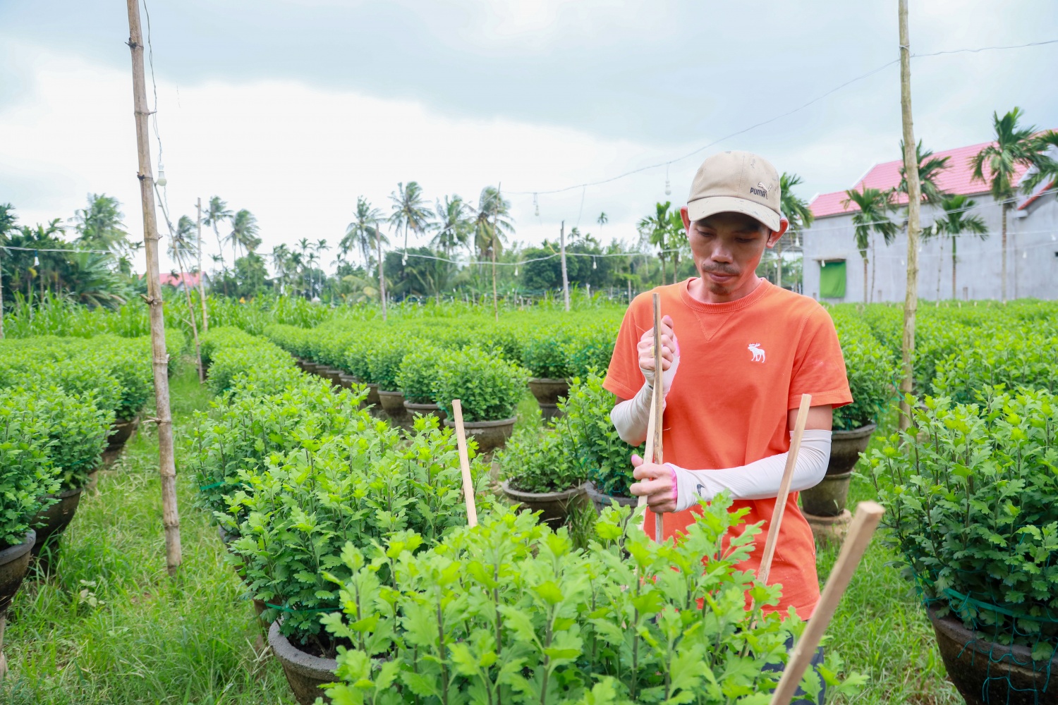 Quảng Ngãi: Làng hoa cúc lớn nhất miền Trung chộn rộn chuẩn bị cho dịp Tết