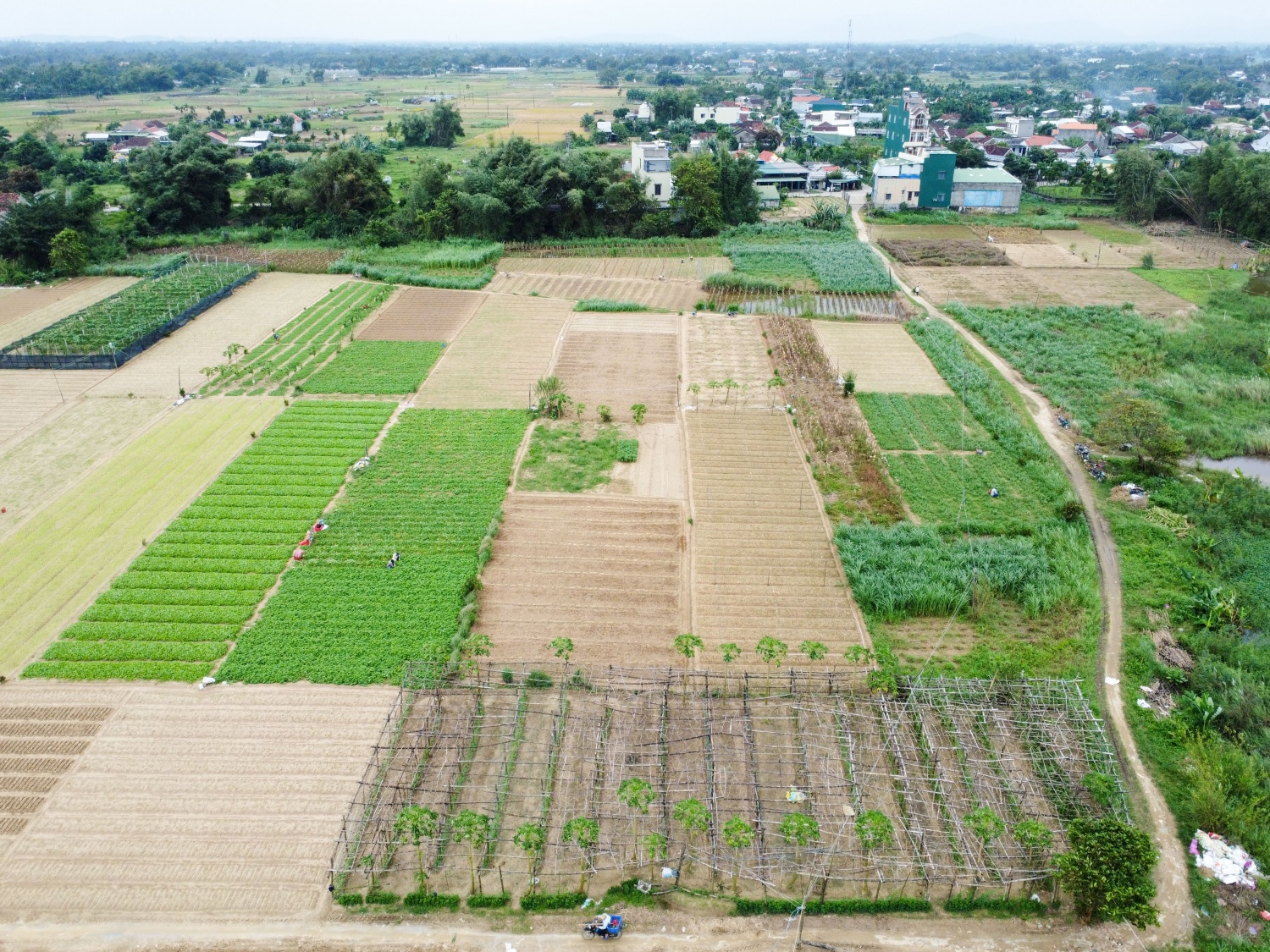 Vùng trồng rau xã Nghĩa Dũng, Nghĩa Hà rộng hơn 10ha, là vùng cung ứng rau màu các loại lớn nhất tỉnh Quảng Ngãi. Không chỉ riêng dịp Tết, làng rau tại đây cũng chuyên cung ứng các loại cho nhiều tỉnh miền Trung. Đến nay, nhiều loại rau màu đã được xuống giống, sẵn sàng cho vụ Tết năm nay.