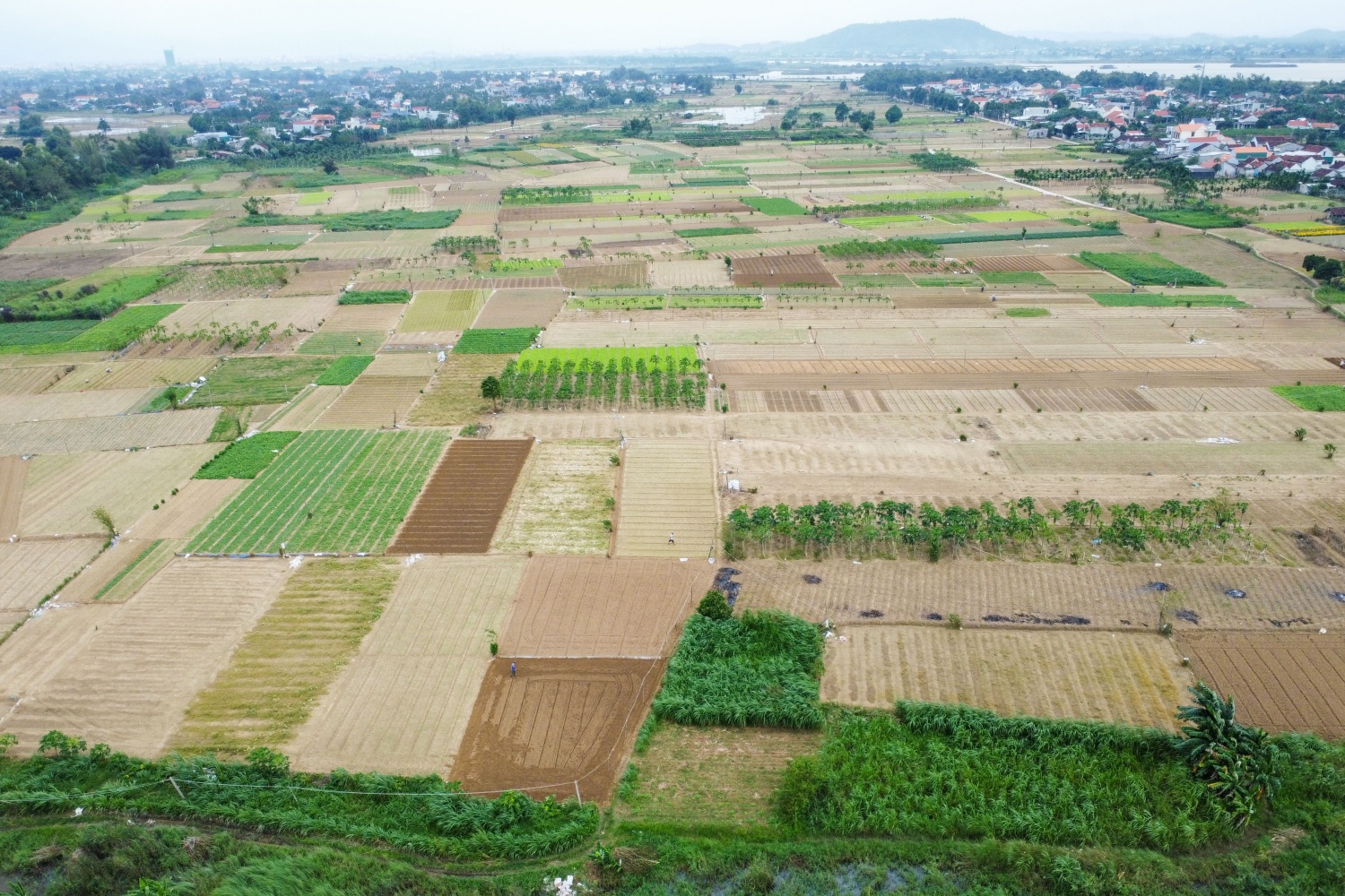 Sau những ngày mưa lớn gây ngập lụt các khu vực trồng rau, bà con người dân tại vùng trồng rau lớn nhất tỉnh Quảng Ngãi bắt đầu tận dụng thời tiết đẹp để cải tạo đất, xuống giống trồng rau. Đa số các loại rau củ tại đây là xà lách, cải thìa, su hào…