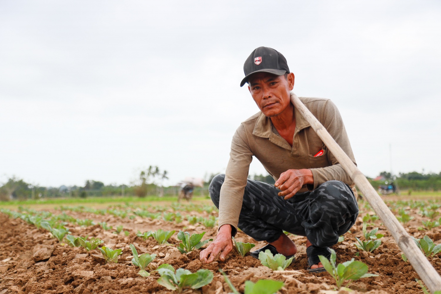 Ông Huỳnh Văn Dũng (56 tuổi, thôn Hổ Tiếu, xã Nghĩa Hà) chia sẻ, gia đình ông đang trồng chủ yếu là bắp cải. Vụ Tết năm nay, ông trồng khoảng 500m2 bắp cải để cung ứng ra thị trường. Bắp cải là loại có khả năng chịu được thời tiết lạnh, có chu kỳ thu hoạch trùng với dịp Tết nên được ông Dũng chọn lựa để trồng.
