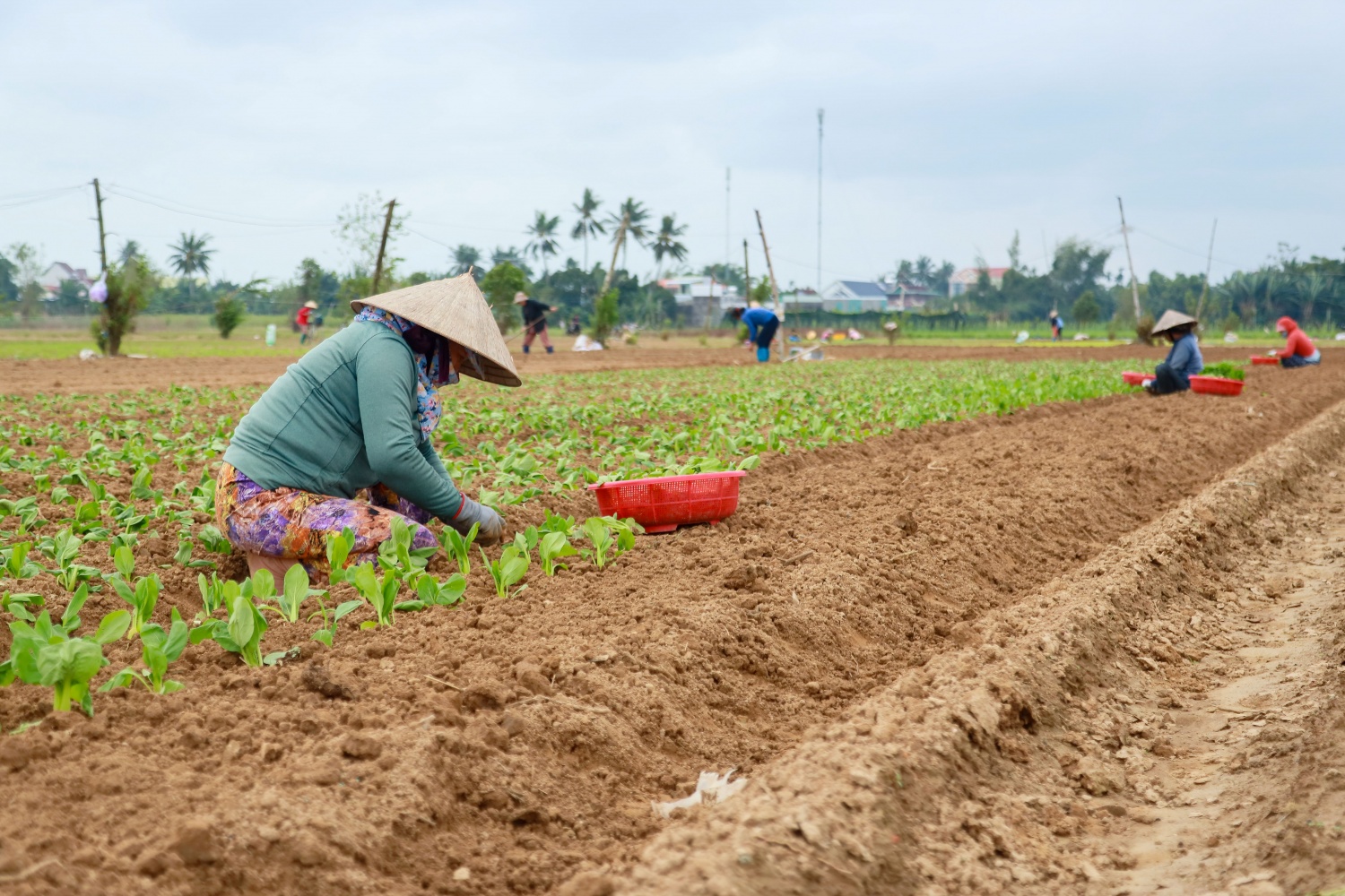 Bà con người dân nơi đây chia sẻ, rau không chỉ cung ứng cho thị trường trong tỉnh mà còn xuất bán cho các vùng khác như Quảng Nam, Đà Nẵng…