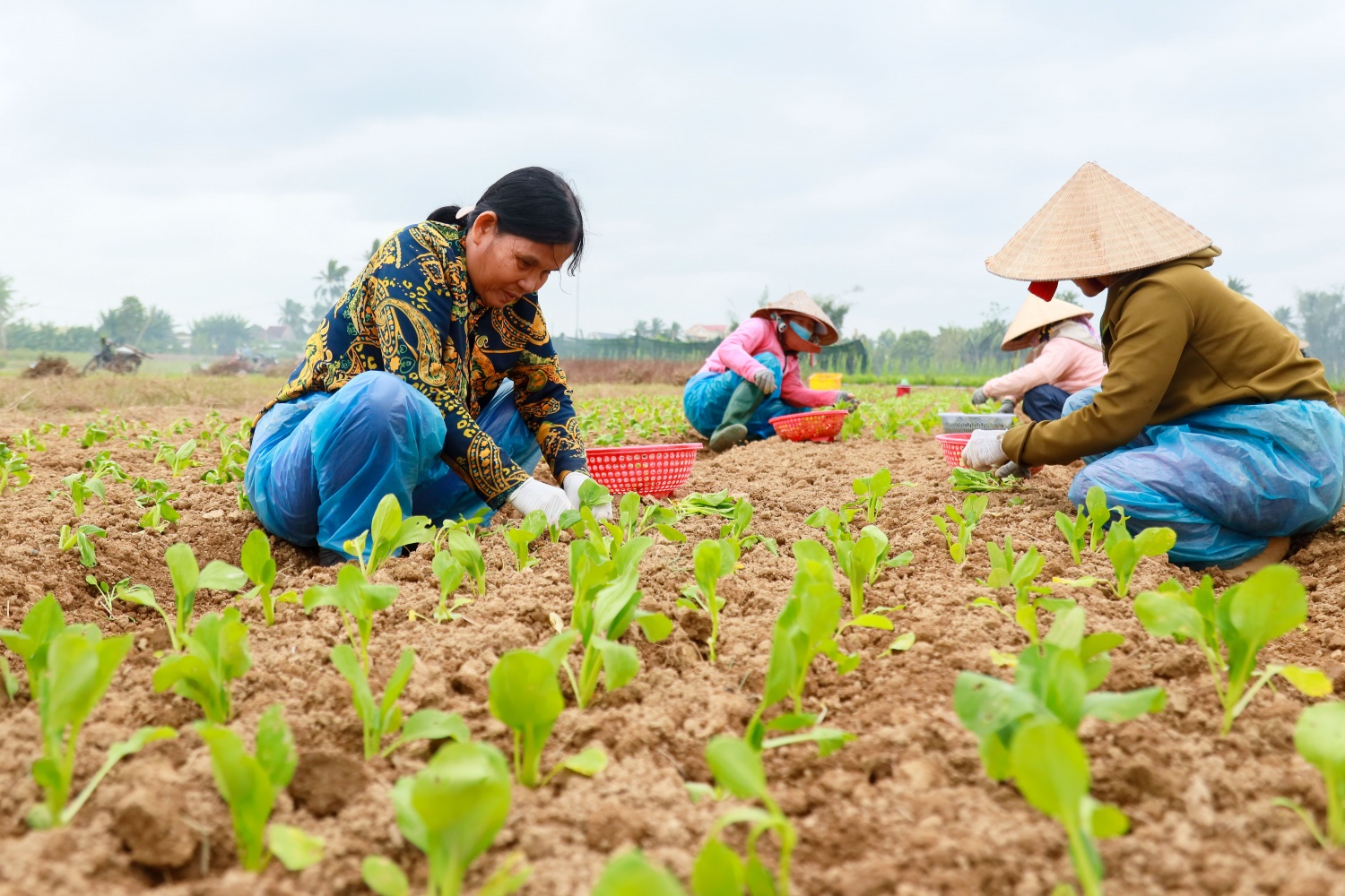Bà Bùi Thị Xuân (57 tuổi, xã Nghĩa Dũng) cho biết, vụ Tết năm nay, bà tăng cường gấp 2 3 lần bình thường để bán ra thị trường. Bà Xuân cũng mong muốn, vụ rau Tết năm nay thời tiết sẽ thuận lợi để bà cùng các hộ dân vùng trồng rau Nghĩa Dũng, Nghĩa Hà đảm bảo canh tác, cung ứng ra thị trường những loại rau màu chất lượng nhất.