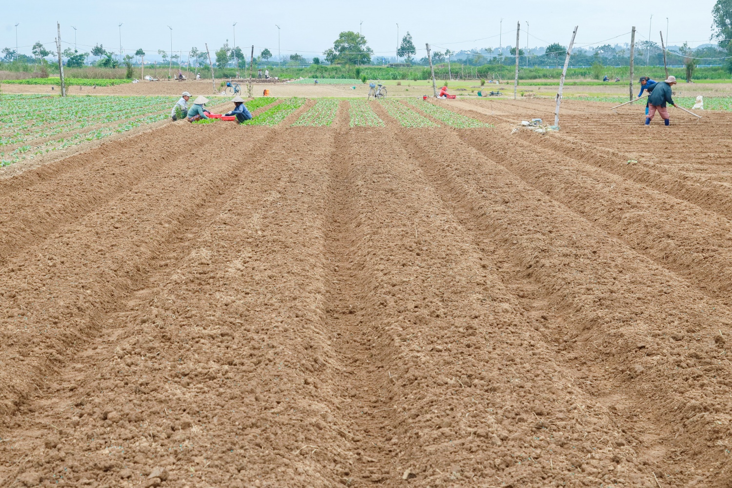 Đa số các loại rau ở đây được canh tác theo hướng hữu cơ, hạn chế các loại thuốc bảo vệ thực vật.