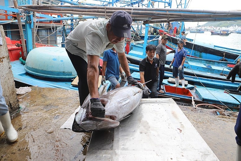Khánh Hòa: Không cho xuất bến các tàu cá không đủ điều kiện