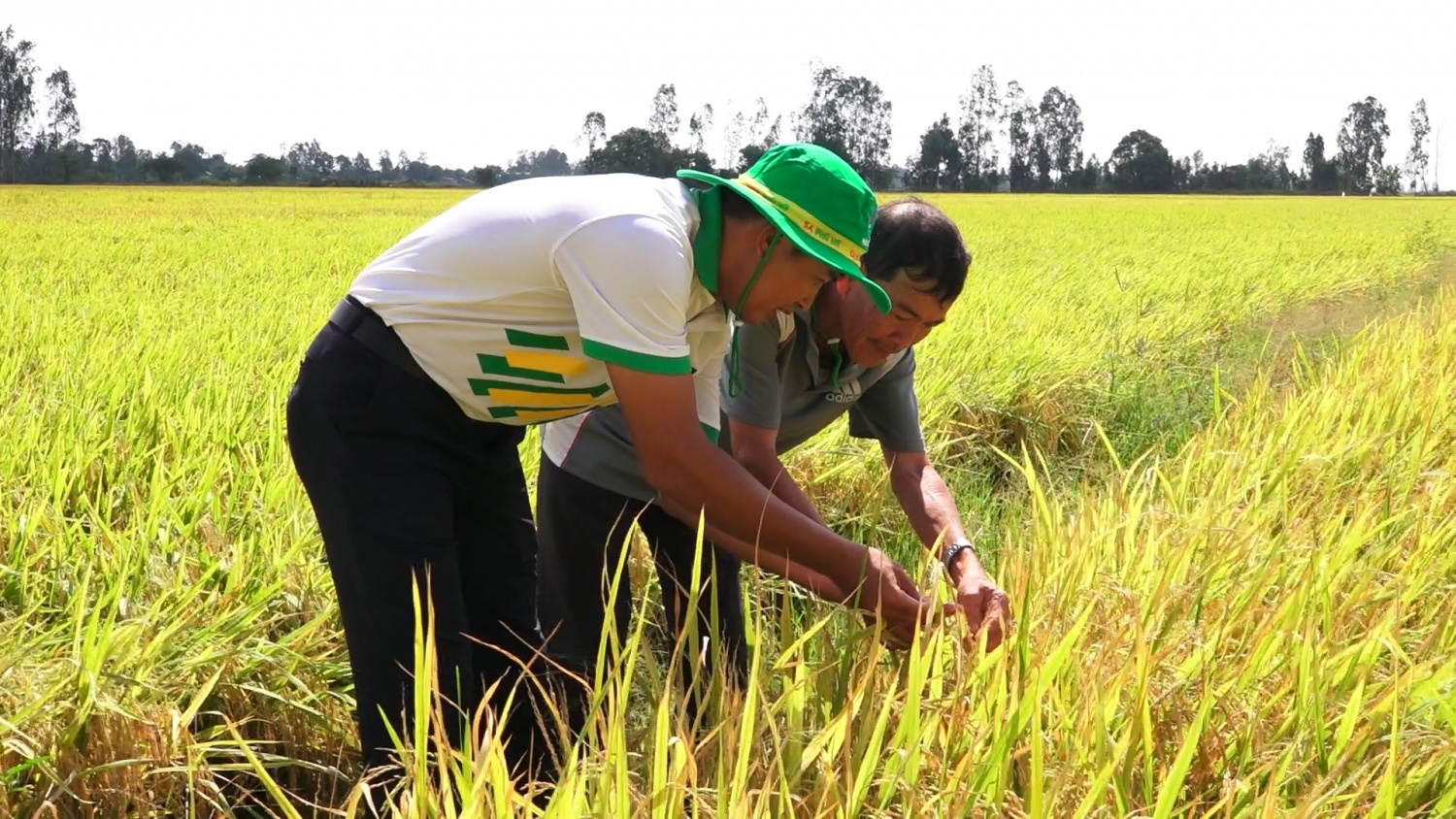 Petrovietnam: Vững vàng vai trò đảm bảo an ninh lương thực quốc gia