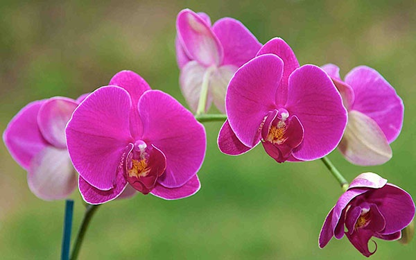 Tử vi tuần mới (16-22/6/2025): Tuổi Thìn cơ hội bứt phá, tuổi Tỵ công danh dễ thành