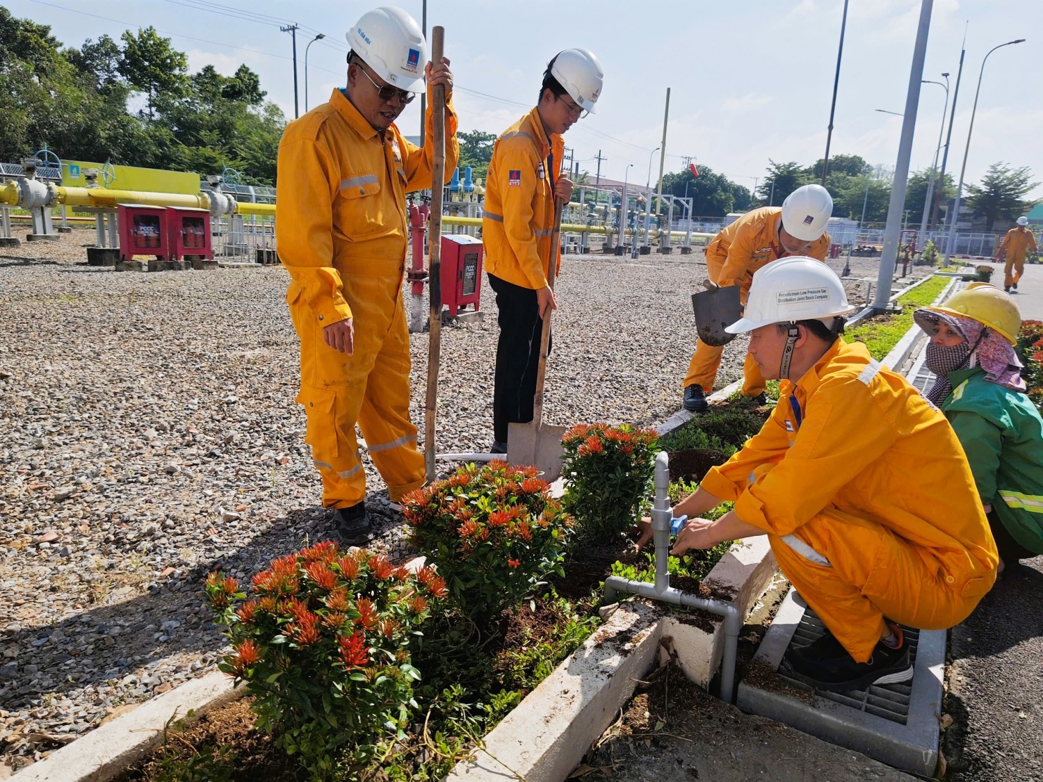 NCSP và PV GAS D chung tay phủ xanh không gian sống