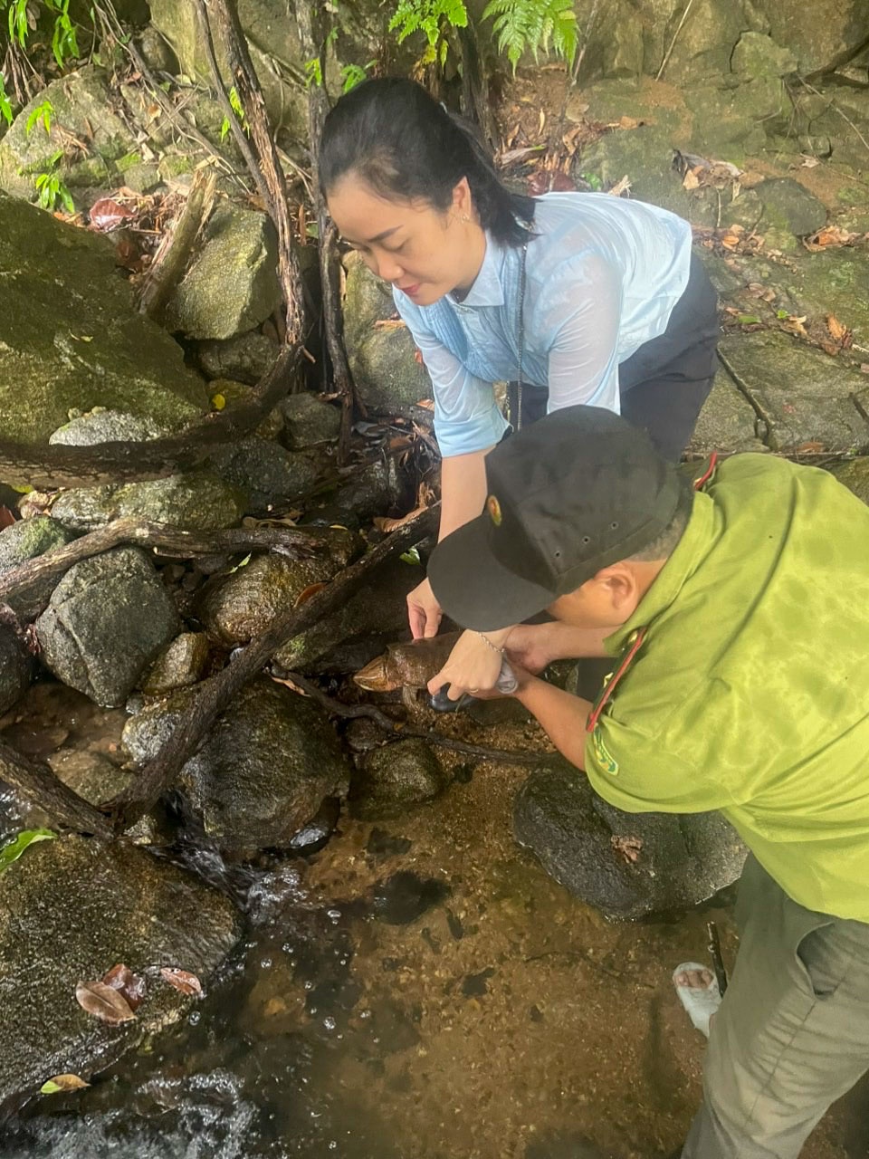 Sau khi thả lại về môi trường tự nhiên, cá thể rùa đã nhanh chóng thích nghi và tìm nơi trú ẩn.