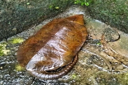 Rùa đầu to bò vào nhà người dân là loại động vật quý hiếm, nằm trong danh sách đỏ của thế giới và đang có nguy cơ tuyệt chủng cao.