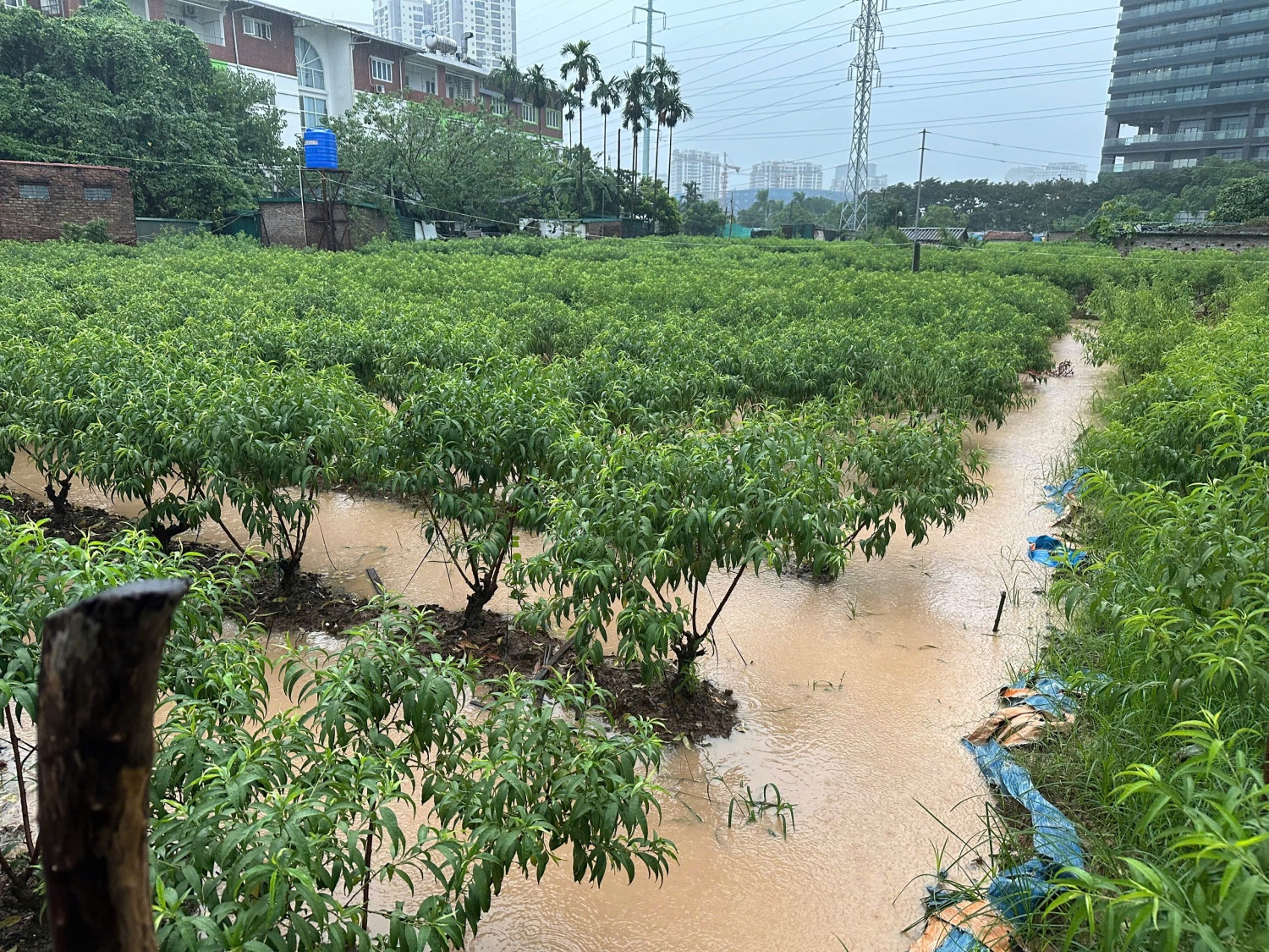 Vườn đào Phú Thượng ngập trong biển nước Hà Nội: Vườn đào Phú Thượng ngập trong