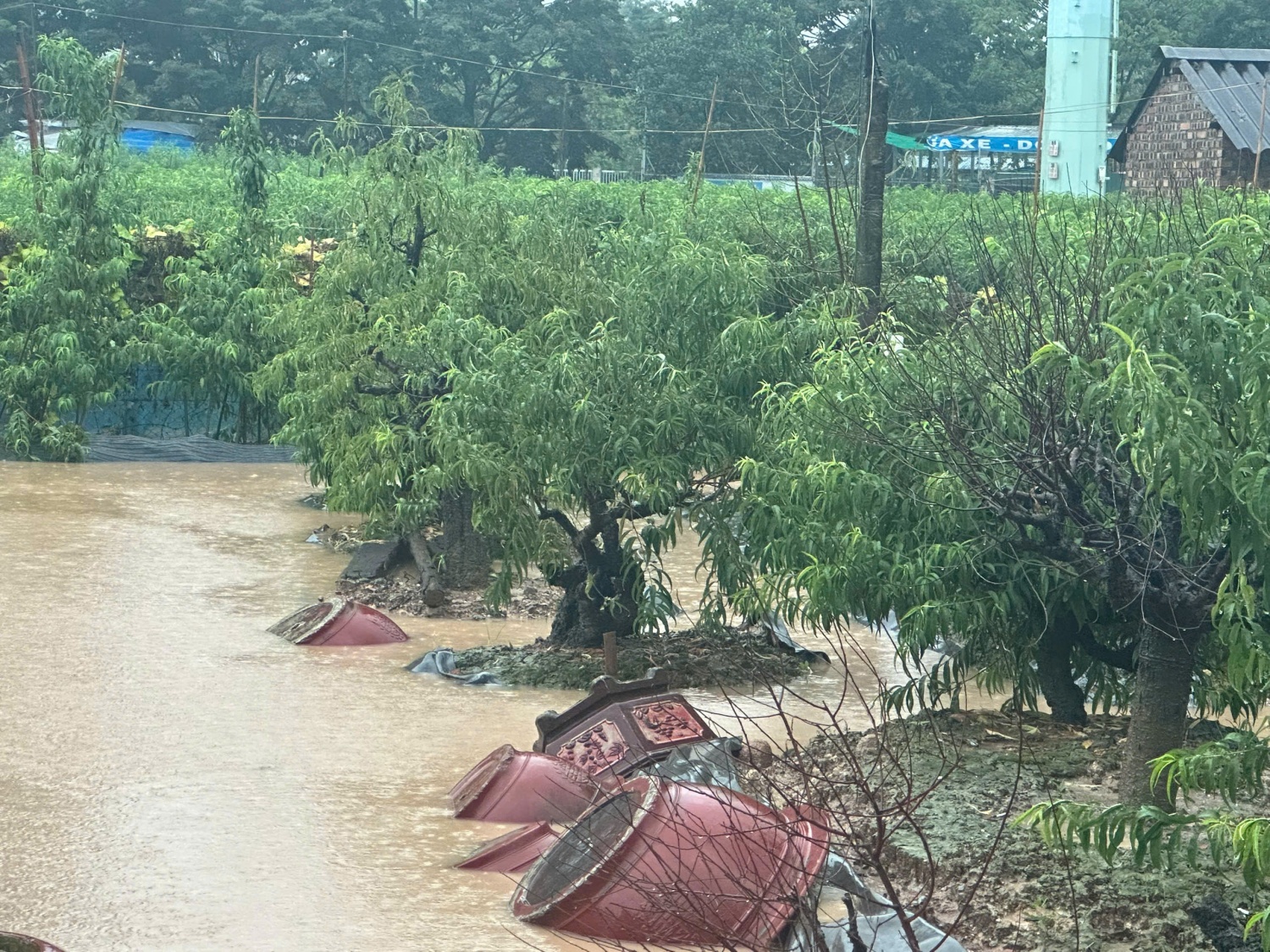 Vườn đào Phú Thượng ngập trong biển nước Hà Nội: Vườn đào Phú Thượng ngập trong