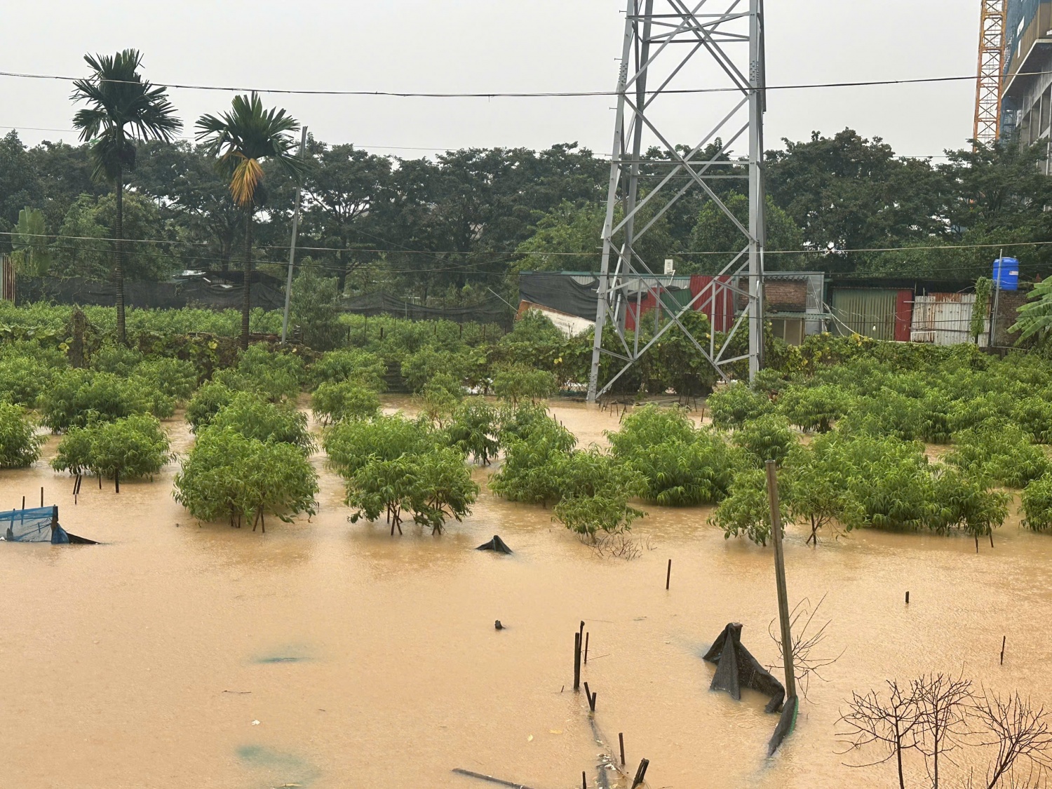 Vườn đào Phú Thượng ngập trong biển nước Hà Nội: Vườn đào Phú Thượng ngập trong