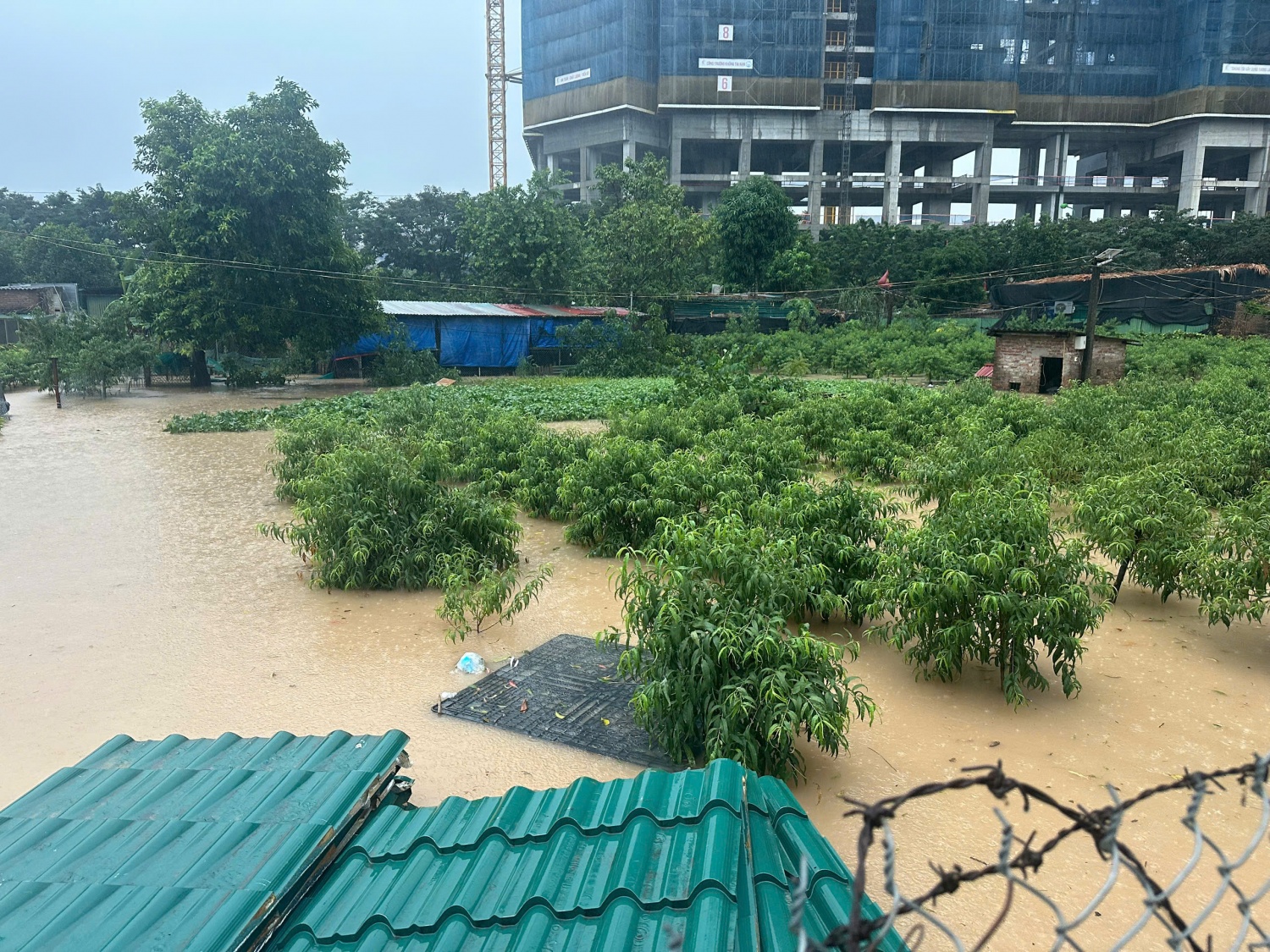 Vườn đào Phú Thượng ngập trong biển nước Hà Nội: Vườn đào Phú Thượng ngập trong