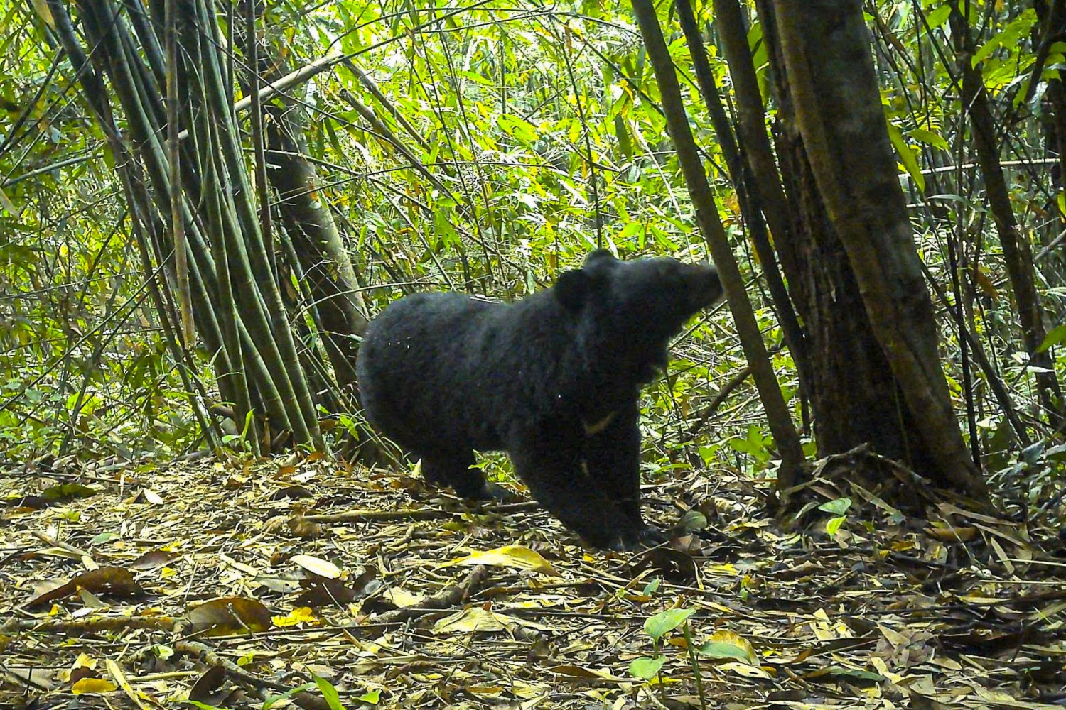 Cá thể gấu ngựa được bẫy ảnh chụp được tại Vươn quốc gia Chư Mom Ray.