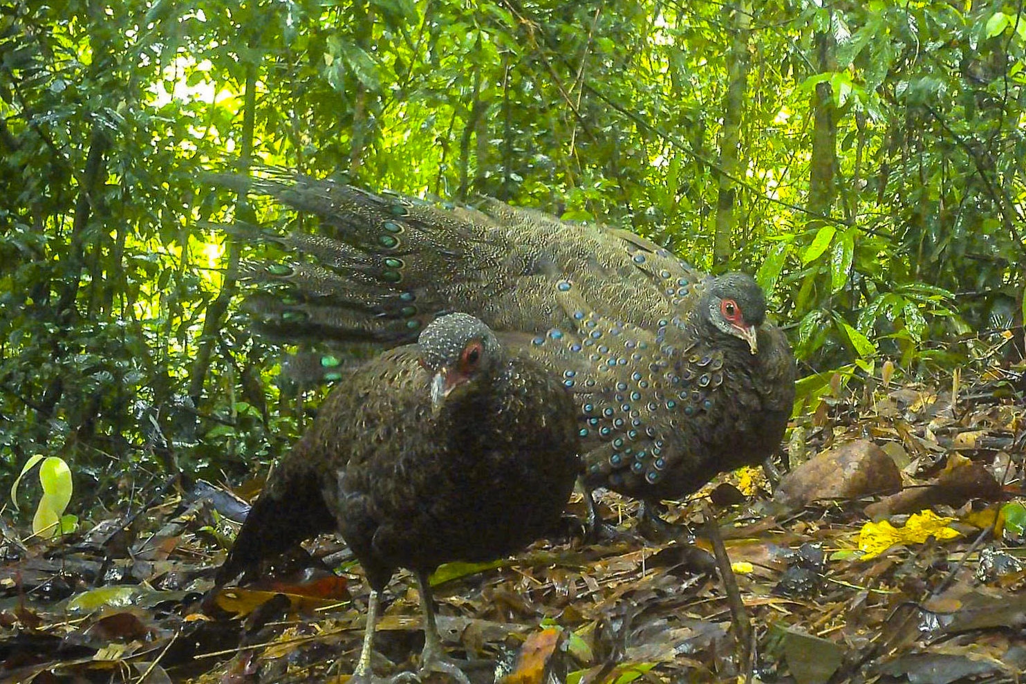 Gà tiền mặt đỏ được ghi nhận là loài động vật quý hiếm, nguy cấp cần được bảo vệ.