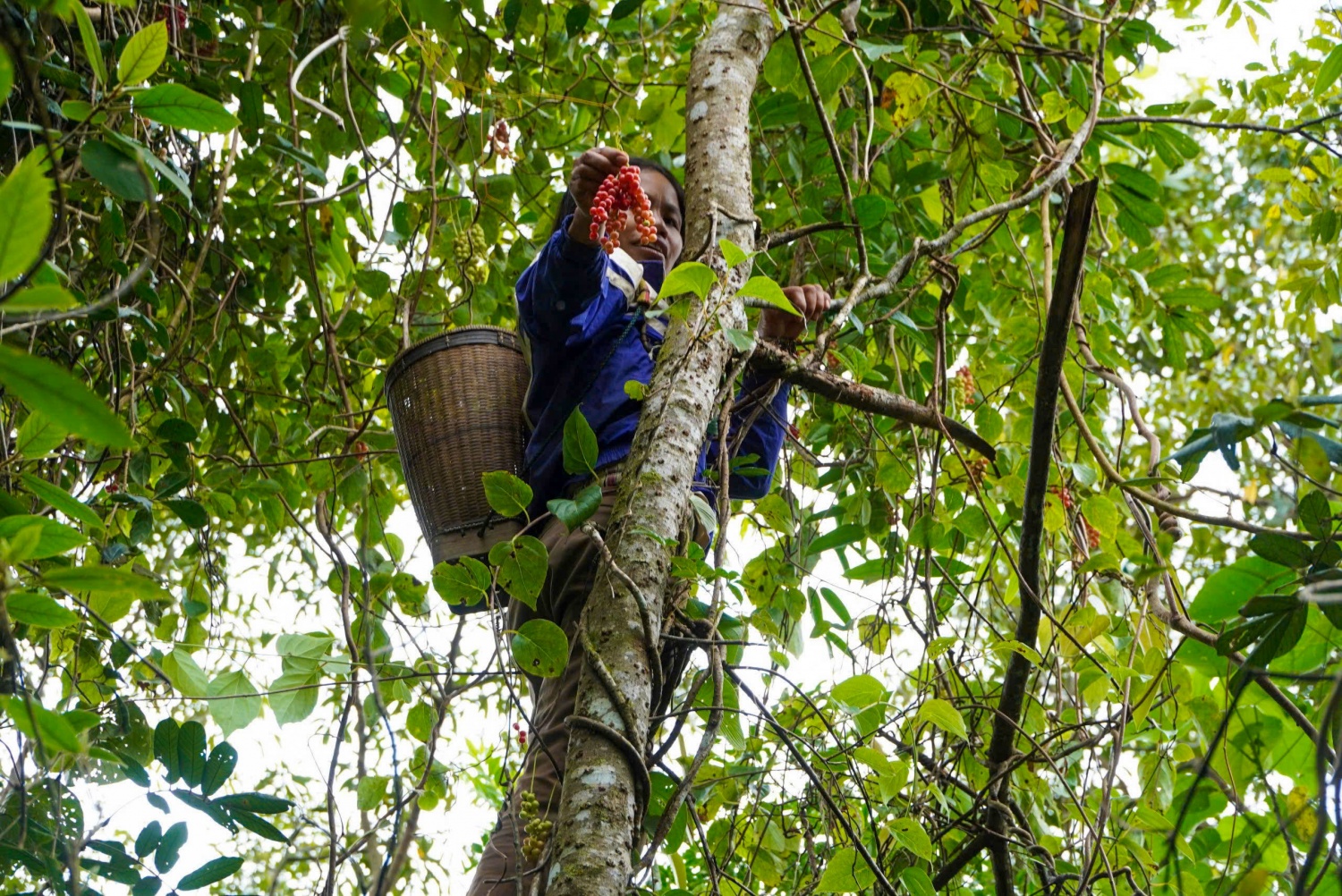 “Hạt ngọc trời” giúp người dân kiếm tiền triệu ở phía Tây Quảng Ngãi