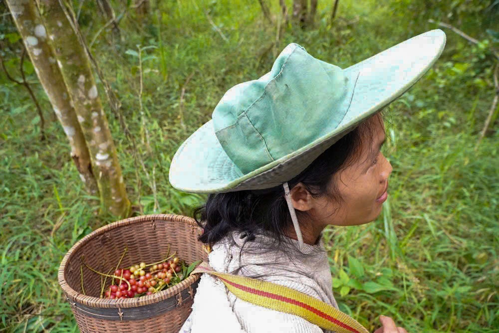 “Hạt ngọc trời” giúp người dân kiếm tiền triệu ở phía Tây Quảng Ngãi