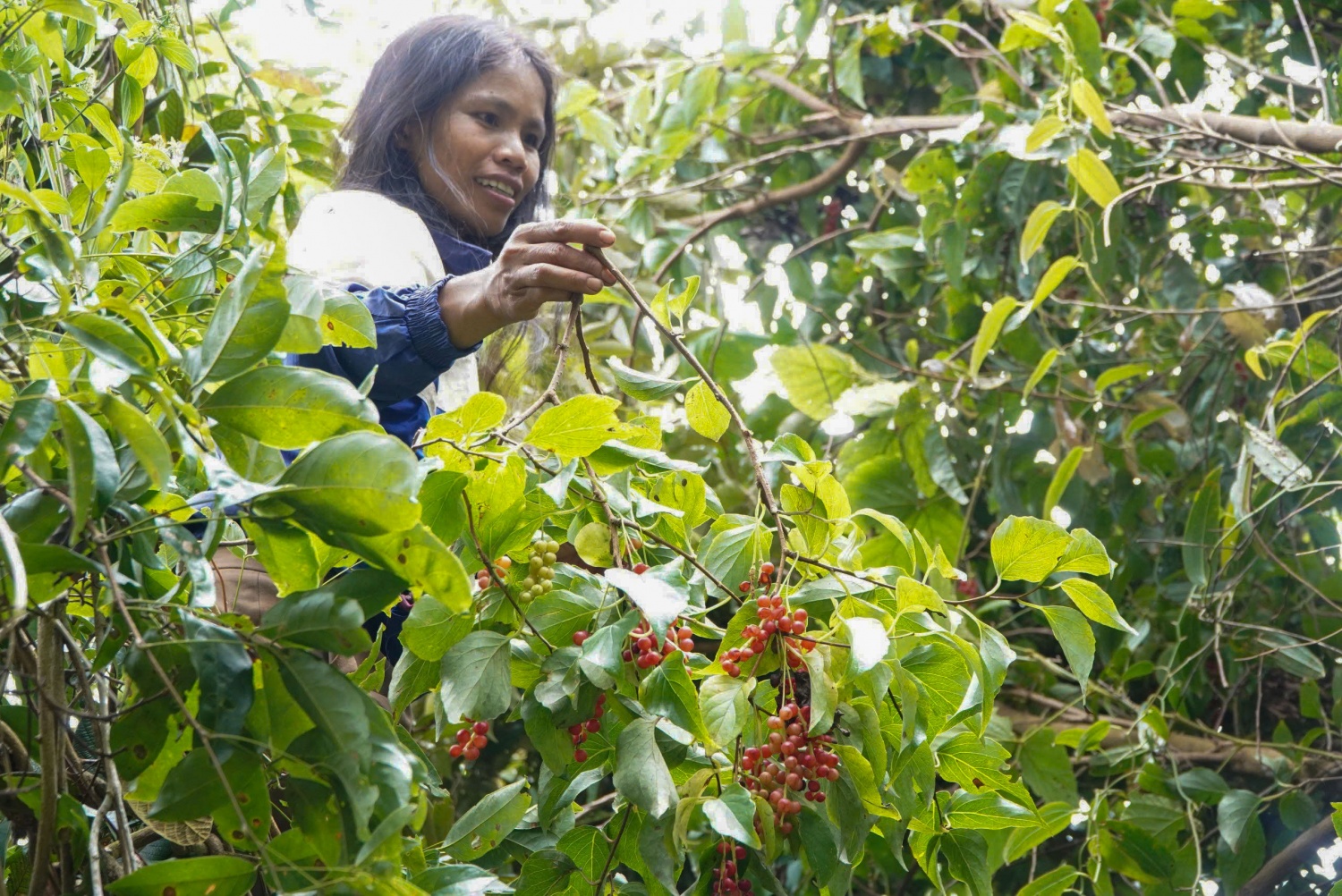 “Hạt ngọc trời” giúp người dân kiếm tiền triệu ở phía Tây Quảng Ngãi