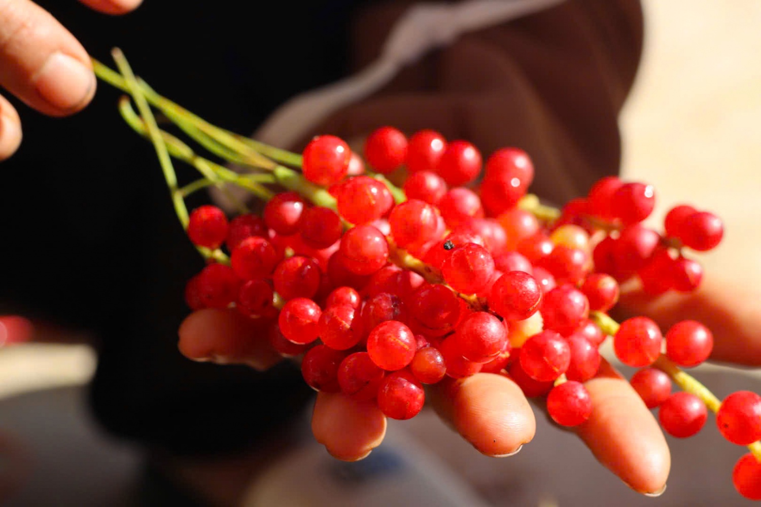 “Hạt ngọc trời” giúp người dân kiếm tiền triệu ở phía Tây Quảng Ngãi