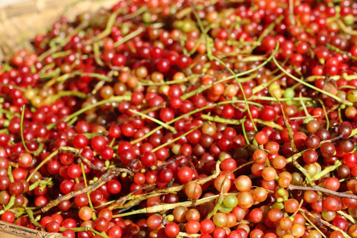 “Hạt ngọc trời” giúp người dân kiếm tiền triệu ở phía Tây Quảng Ngãi