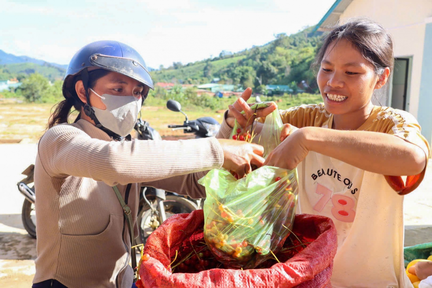 “Hạt ngọc trời” giúp người dân kiếm tiền triệu ở phía Tây Quảng Ngãi