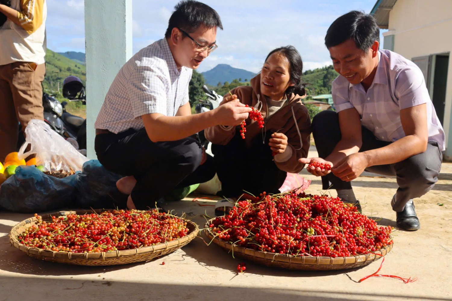 “Hạt ngọc trời” giúp người dân kiếm tiền triệu ở phía Tây Quảng Ngãi