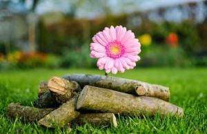 Tử vi tuần mới (20-26/10/2025): Tuổi Tý bước tiến thuận lợi, tuổi Sửu sự nghiệp khả quan