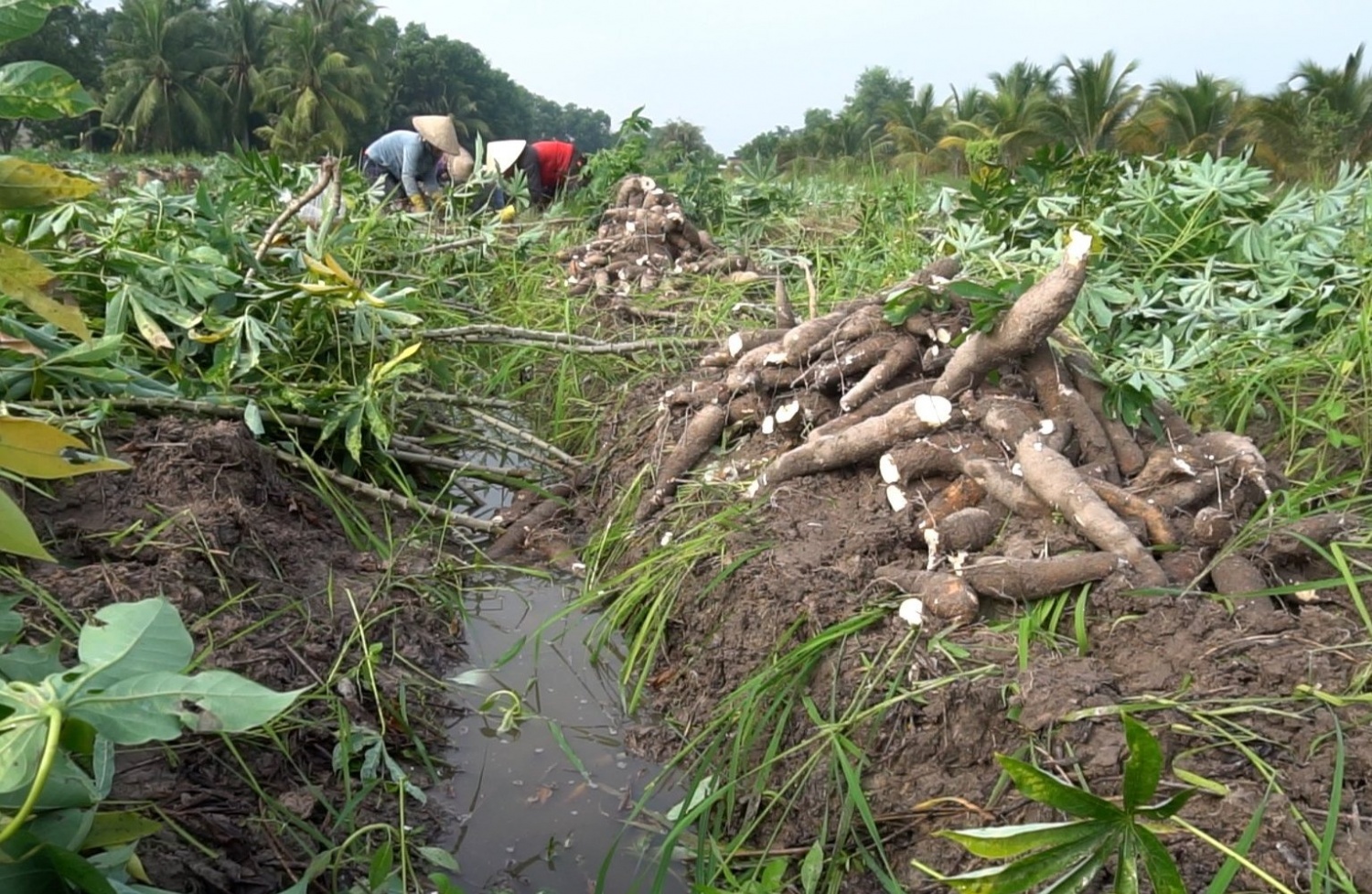 Tây Ninh tiên phong mô hình canh tác sắn tuần hoàn - Hướng đến giảm phát thải nông nghiệp Tây Ninh tiên phong mô hình canh tác sắn tuần hoàn - Hướng đến giảm phát thải nông nghiệp