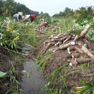 Tây Ninh tiên phong mô hình canh tác sắn tuần hoàn - Hướng đến giảm phát thải nông nghiệp