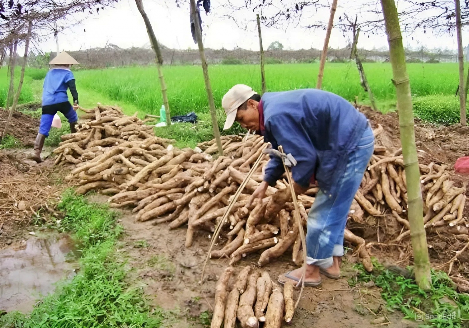 Bài toán vùng nguyên liệu cho xăng sinh học E10 trước giờ mở bán toàn quốc