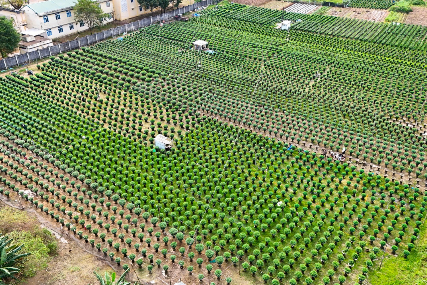 Bà Nguyễn Thị Tuyết Hà - Bí thư Đảng ủy xã Vệ Giang cho biết, dự kiến năng suất hoa năm nay không bằng năm trước do thời tiết trong thời gian qua khiến hoa bị hư hỏng nhiều. Để góp phần hỗ trợ người dân, xã Vệ Giang đưa ra giải pháp liên kết với các hợp t