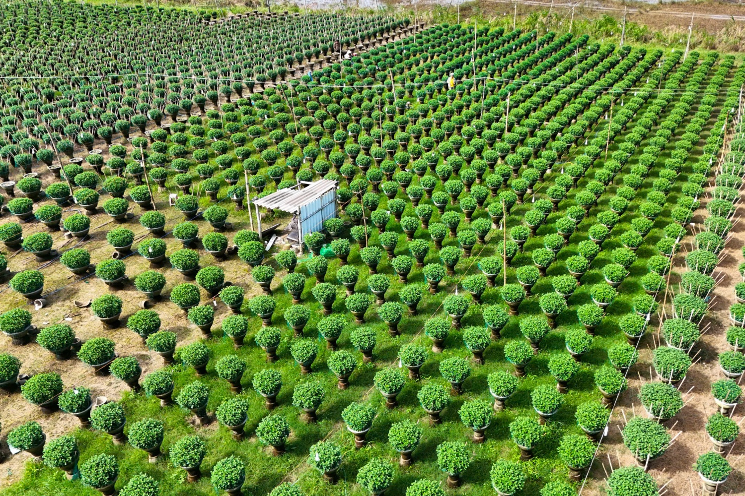 Làng hoa Nghĩa Hiệp được mệnh danh là “thủ phủ hoa cúc” của miền Trung với hơn 30ha trồng hoa, 500 hộ làm nghề trồng hoa cúc và sức cung ứng ra thị trường khoảng 250.000 chậu hoa cúc các loại. Làng hoa Nghĩa Hiệp cũng đã được cấp bằng công nhận nhãn hiệu “Hoa Nghĩa Hiệp” từ Cục Sở hữu trí tuệ.