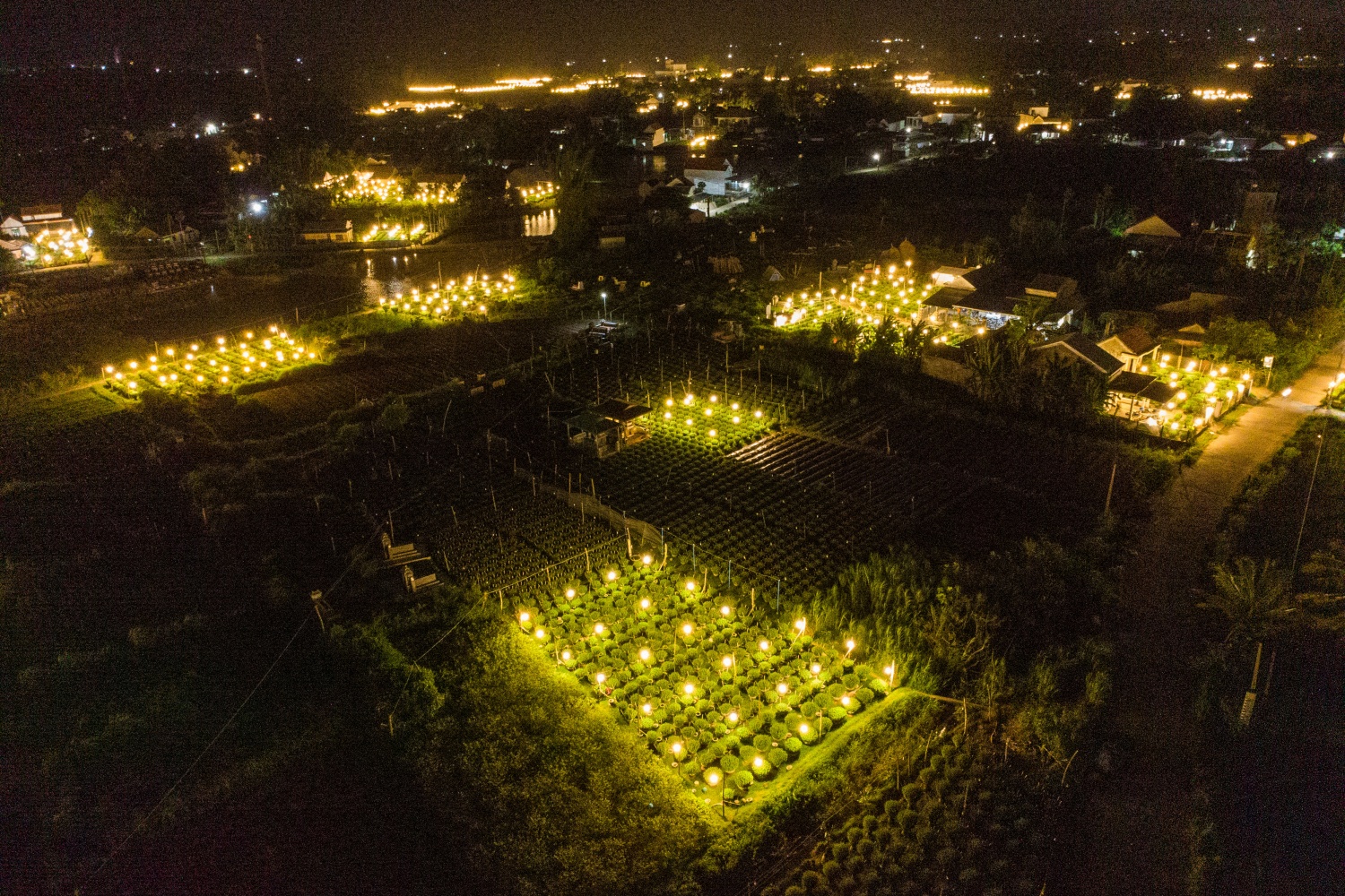 Còn hơn 2 tháng nữa sẽ đến dịp tết Nguyên đán Bính Ngọ, do đó, nhiều hộ dân tại Làng hoa Nghĩa Hiệp đang nỗ lực chăm sóc để đảm bảo chất lượng, cung ứng cho thị trường dịp tết Nguyên đán Bính Ngọ năm 2026.