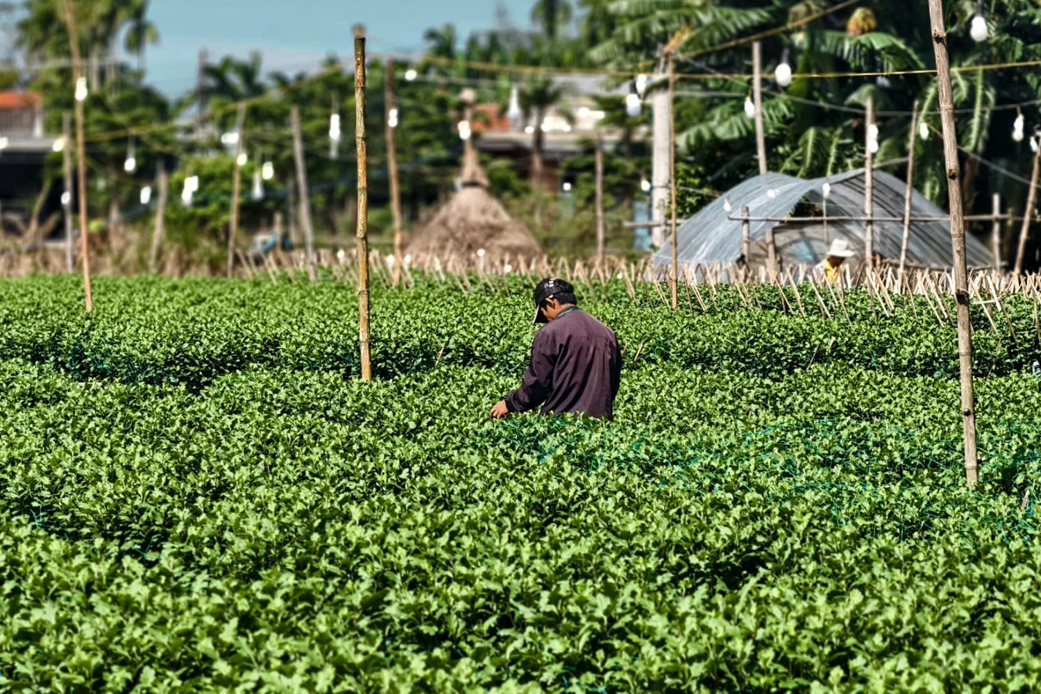 Khác với không khí rộn ràng, sẵn sàng cung ứng hoa tết ra thị trường như mọi năm, hàng trăm hộ dân tại Làng hoa Nghĩa Hiệp đang gặp nhiều khốn khó do sâu bệnh, cây chậm phát triển. Nguyên nhân đa số đến từ việc mưa lớn, lũ lụt thời gian qua đã khiến cây b