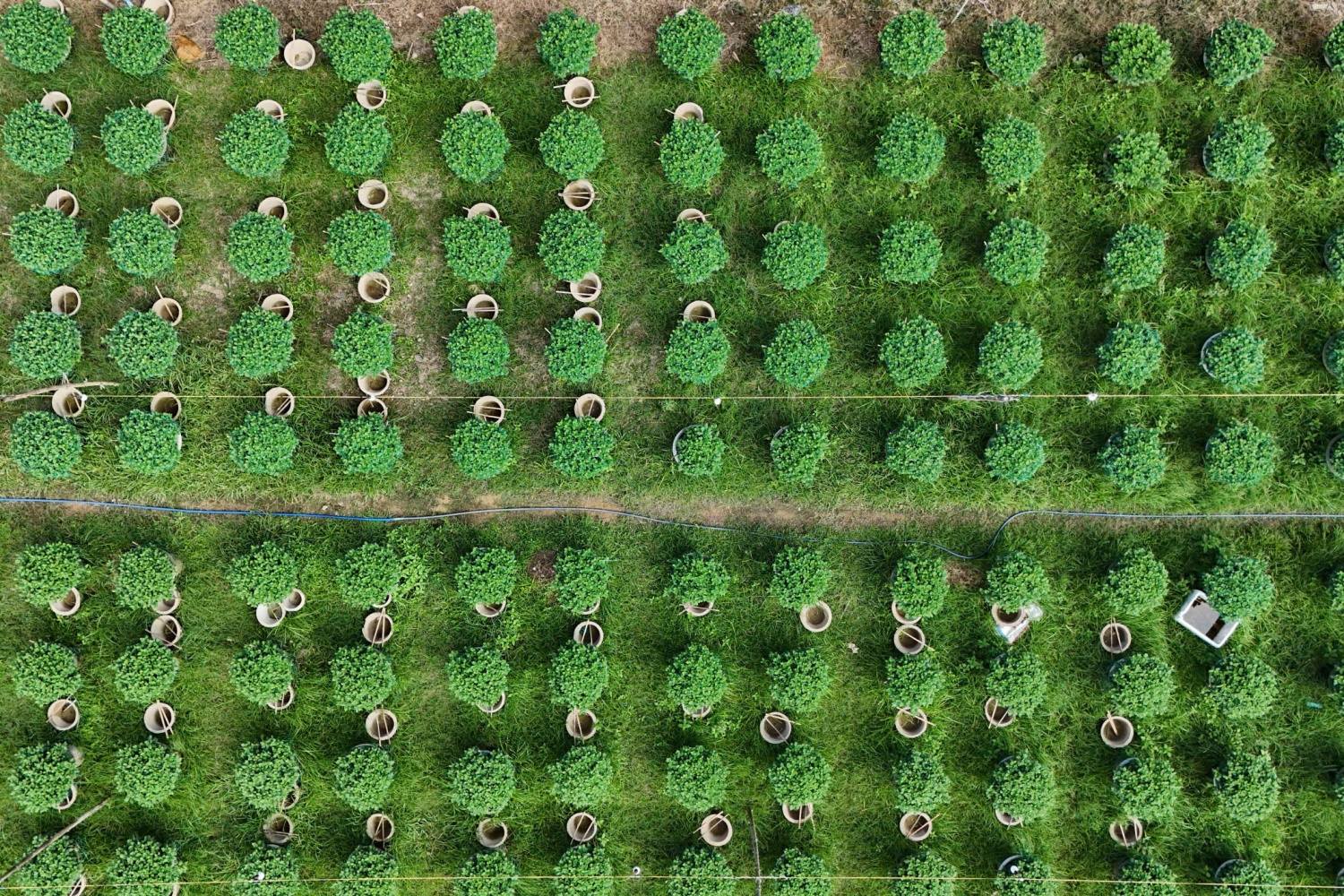 Để cố gắng “cứu” những chậu hoa cúc Tết và đảm bảo sinh kế cho gia đình, nhiều hộ dân tại Làng hoa Nghĩa Hiệp đang nỗ lực chăm sóc. Nhiều hộ gia đình đã liên tục chong đèn, tỉa cây, phun thuốc, giữ ấm để cây phát triển tốt và cung ứng cho thị trường hoa t