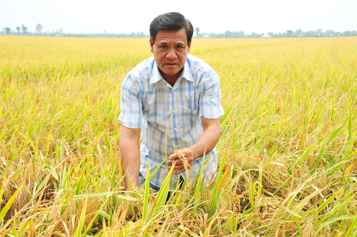 Bài 1: Những thửa ruộng biết thở ra... vàng Bài 1: Những thửa ruộng biết thở ra... vàng