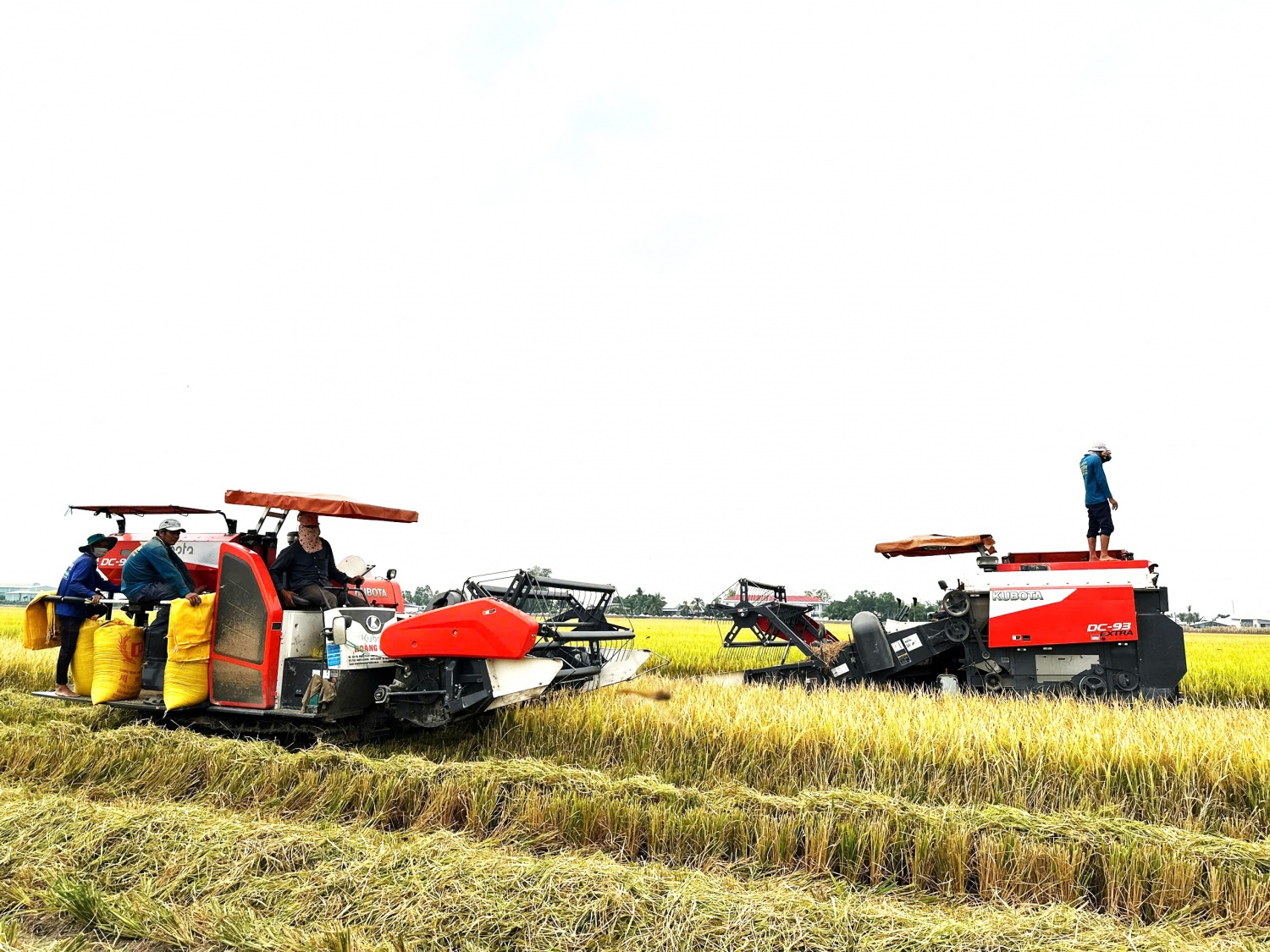 Bài 1: Những thửa ruộng biết thở ra... vàng Bài 1: Những thửa ruộng biết thở ra... vàng