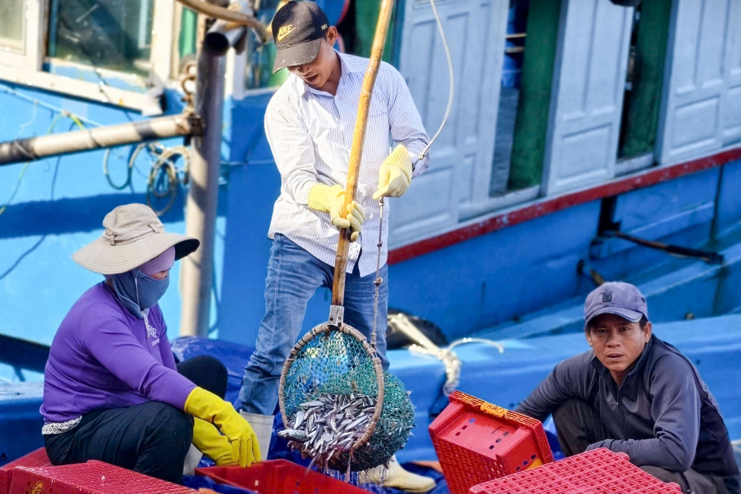 Ngư dân Quảng Ngãi phấn khởi thu hàng tấn cá tươi dịp giáp Tết