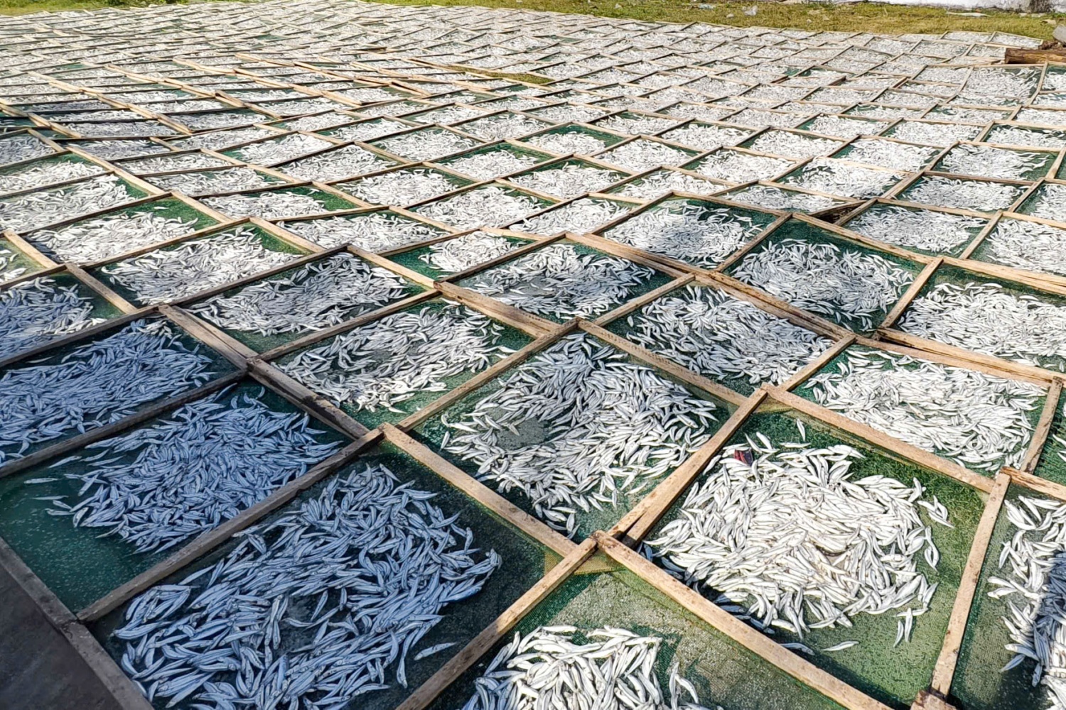 Ngư dân Quảng Ngãi phấn khởi thu hàng tấn cá tươi dịp giáp Tết