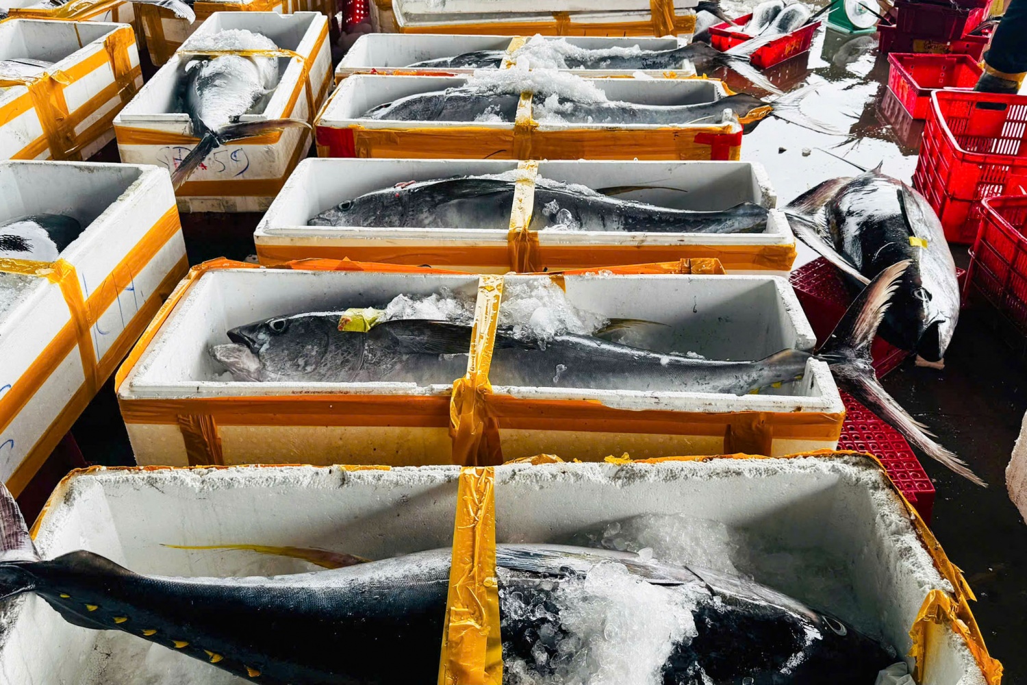 Với giá cả hiện nay, ông Cường nhận định có thể thu lợi khoảng 320 triệu đồng.