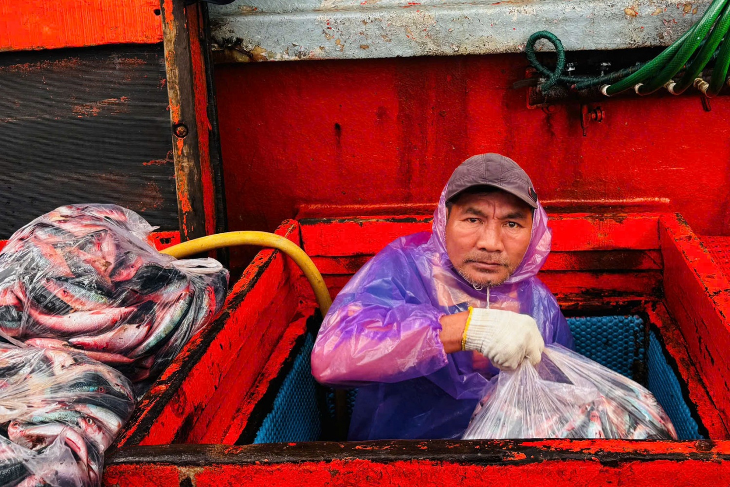 Ngư dân Quảng Ngãi phấn khởi thu hàng tấn cá tươi dịp giáp Tết