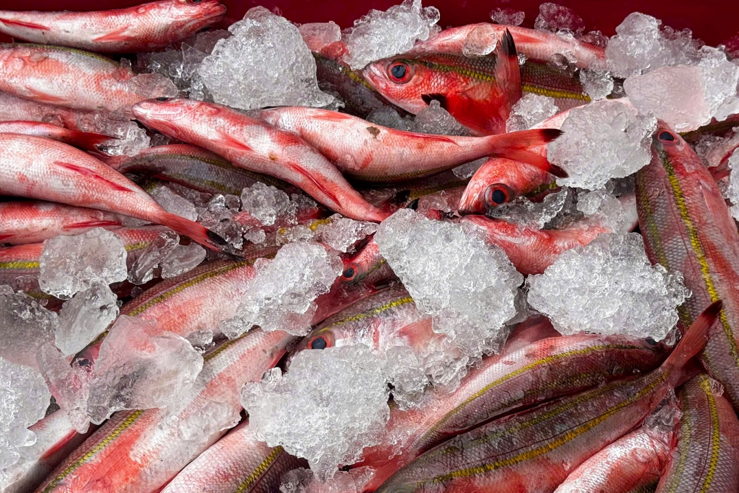 Ngư dân Quảng Ngãi phấn khởi thu hàng tấn cá tươi dịp giáp Tết