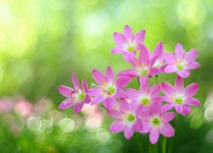 Tử vi tuần mới (2-8/2/2026): Tuổi Tuất quý nhân soi đường, tuổi Dậu cơ hội thăng tiến