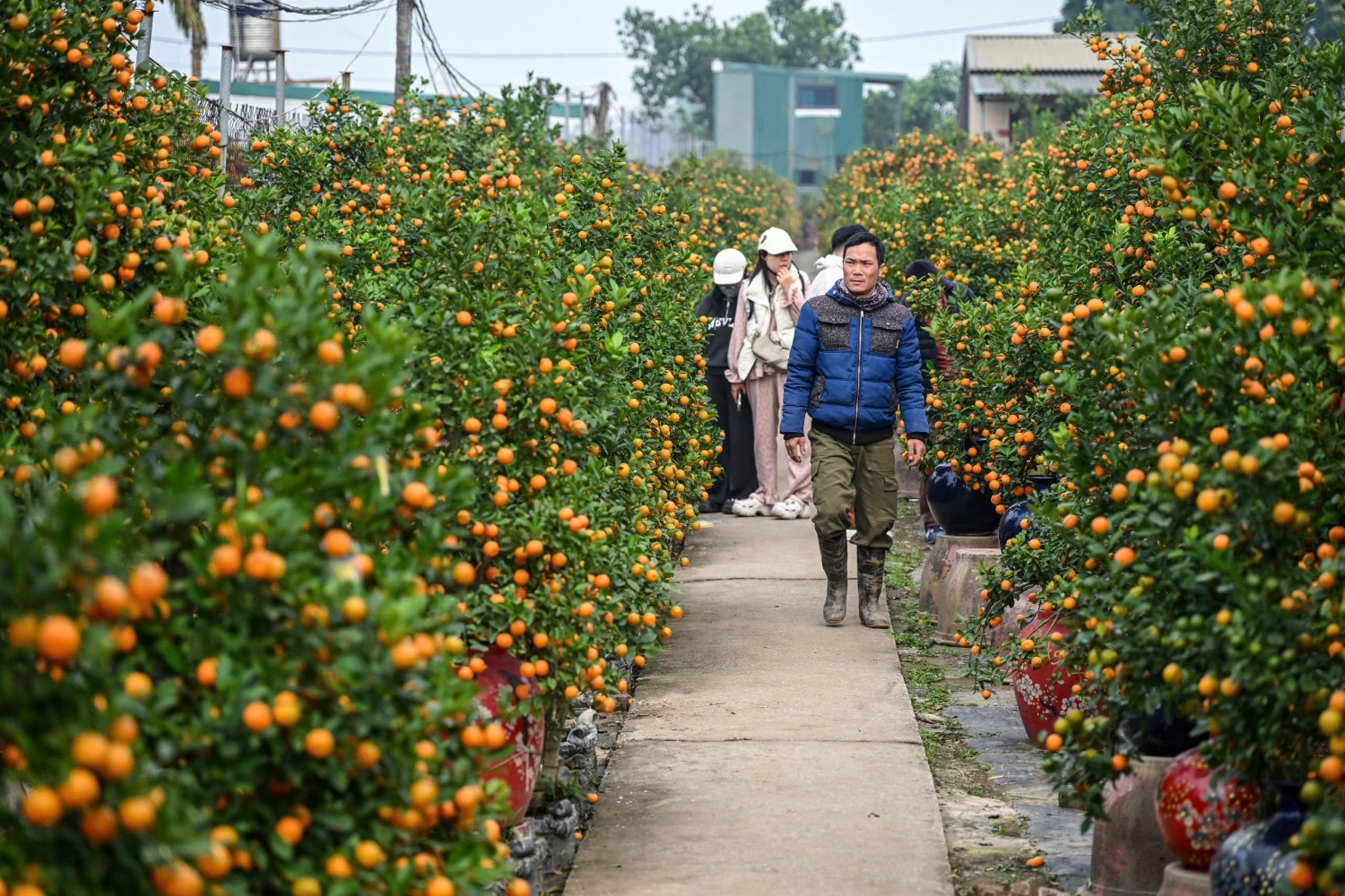 Thị trường hoa Tết 2026: Sức mua giảm, nhà vườn thấp thỏm