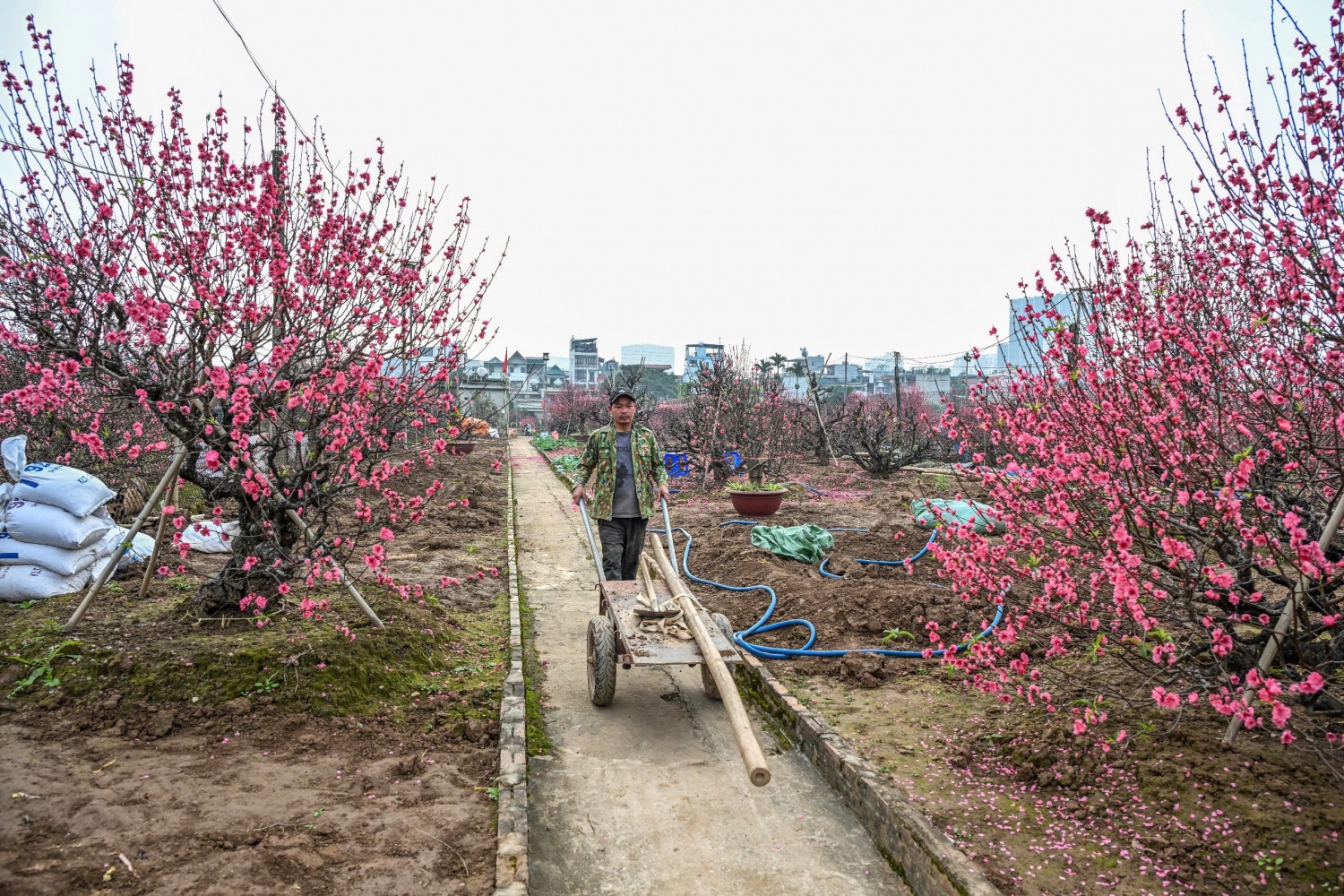 Thị trường hoa Tết 2026: Sức mua giảm, nhà vườn thấp thỏm