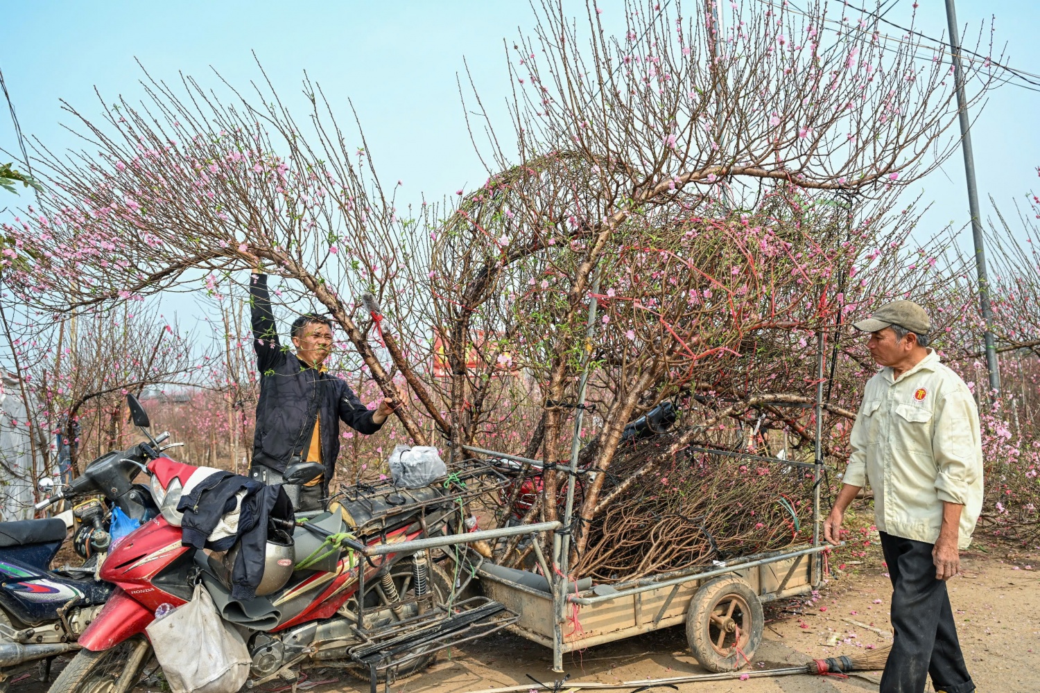 Thị trường hoa Tết 2026: Sức mua giảm, nhà vườn thấp thỏm