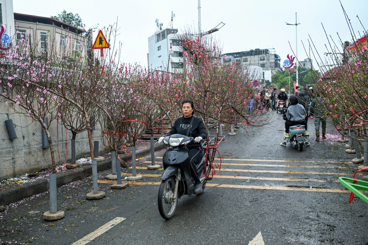 Thị trường hoa Tết 2026: Sức mua giảm, nhà vườn thấp thỏm