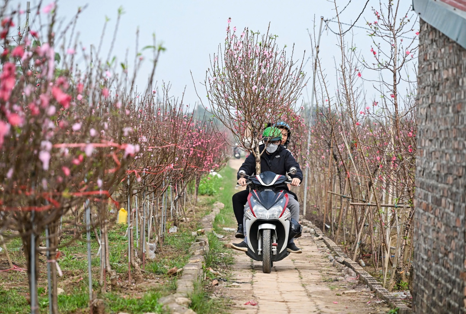 Thị trường hoa Tết 2026: Sức mua giảm, nhà vườn thấp thỏm