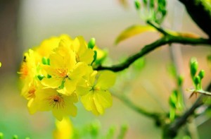 Tử vi tuần mới (23/2-1/3/2026): Tuổi Tý tài chính tăng trưởng, tuổi Hợi tài lộc hanh thông