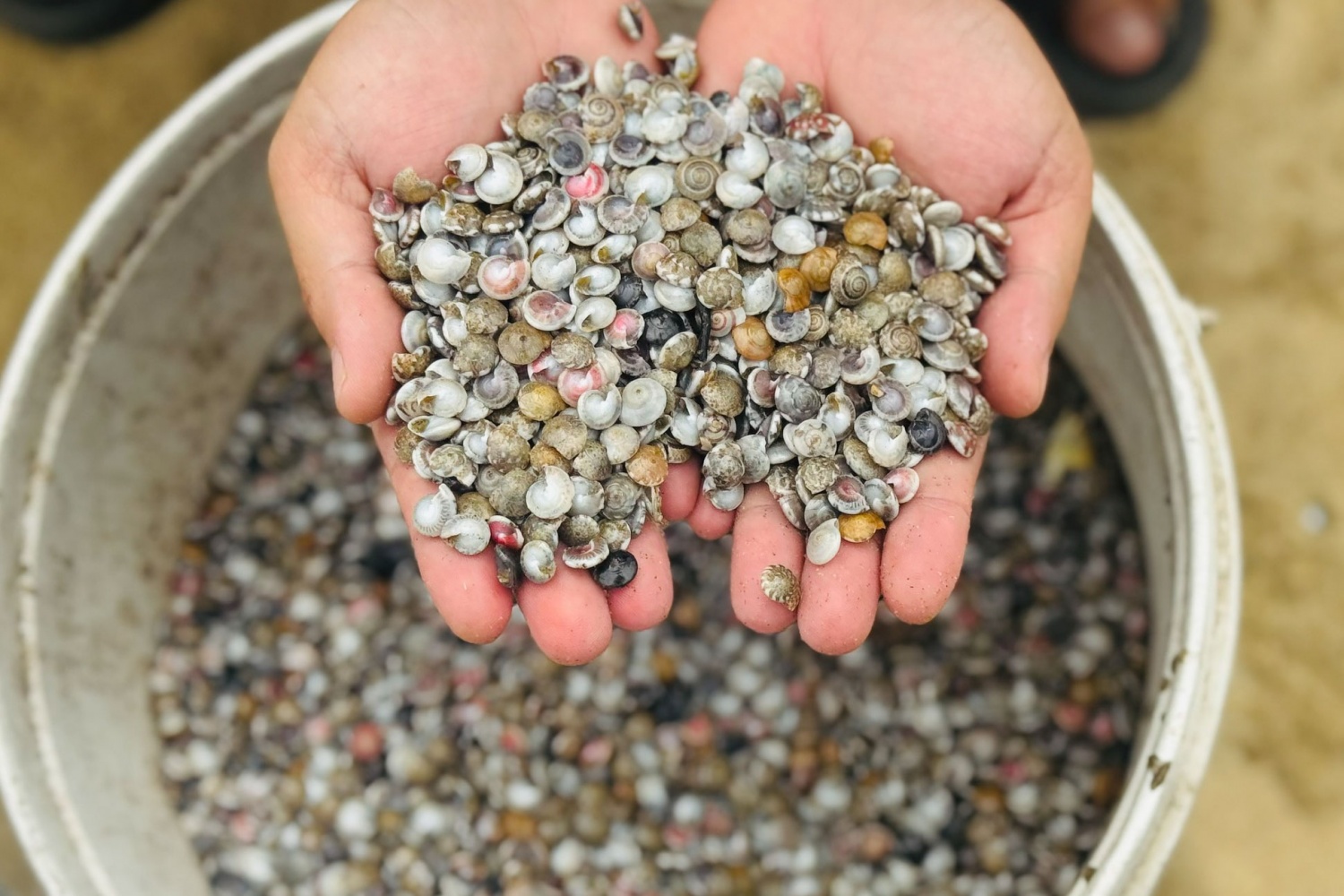 Quảng Ngãi vào mùa ốc gạo, ngư dân kiếm tiền triệu sau mỗi chuyến ra khơi